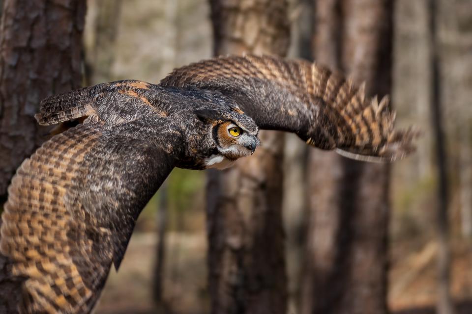 Great Horned Owl In Flight Shutterbug   Cuda GreatHorned Shutterbug  